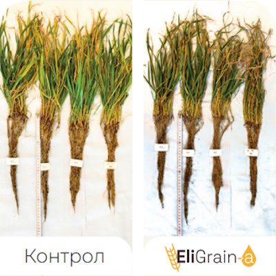 Advantages-EliGrain-a-Root-and-foliar-stimulation