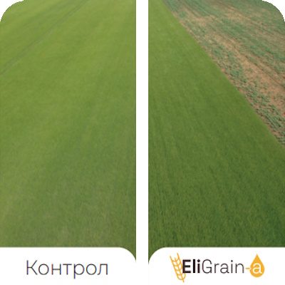 Avantages-EliGrain-a-Enhanced-resistance-to-water-stress