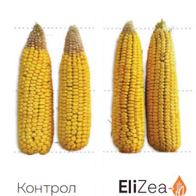 Benefits-EliZea-Grain