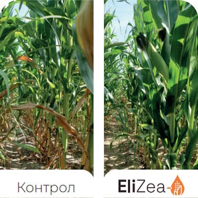 Benefits-EliZea-Stay-Green