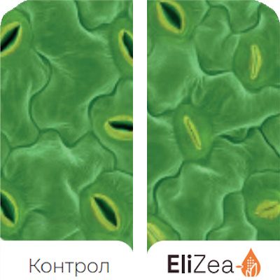 Benefits-EliZea-Stomata