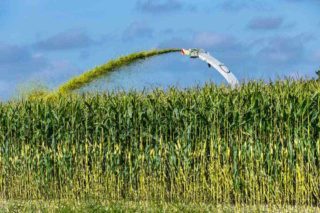 EliZea-Silage-Corn-Product-Benefit-2