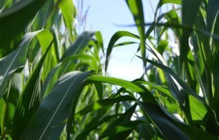 corn
