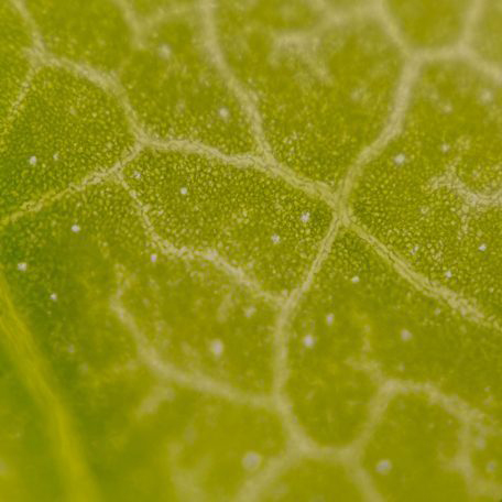 Blattstomata in Nahaufnahme