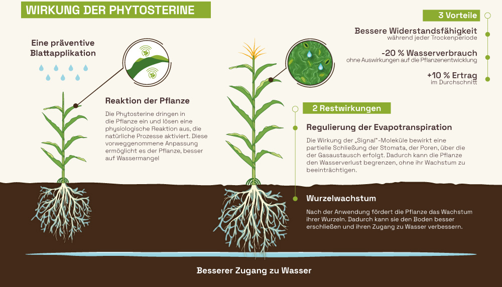 Schema der Wirkung von Phytosterolen