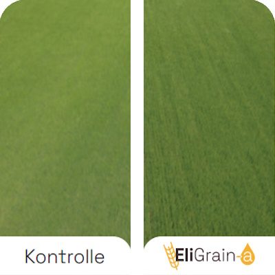 Advantages-EliGrain-a-Enhanced-resistance-to-water-stress