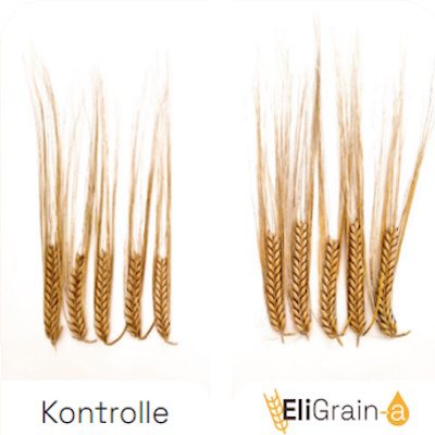Advantages-EliGrain-a-Improved-spike-fertility