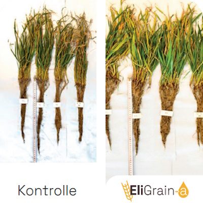 Advantages-EliGrain-a-Root-and-foliar-stimulation