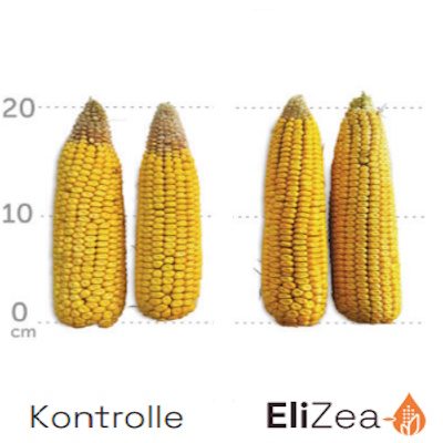 Benefits-EliZea-Grain
