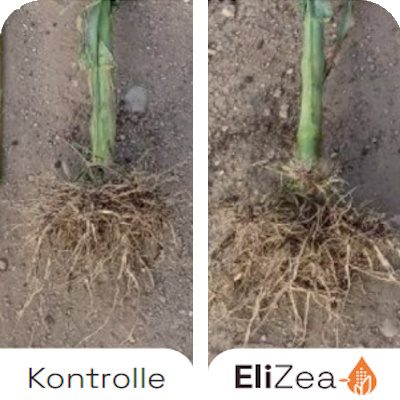 Benefits-EliZea-Root-Mass
