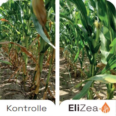 Benefits-EliZea-Stay-Green