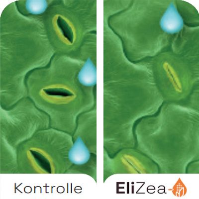 Benefits-EliZea-Stomata