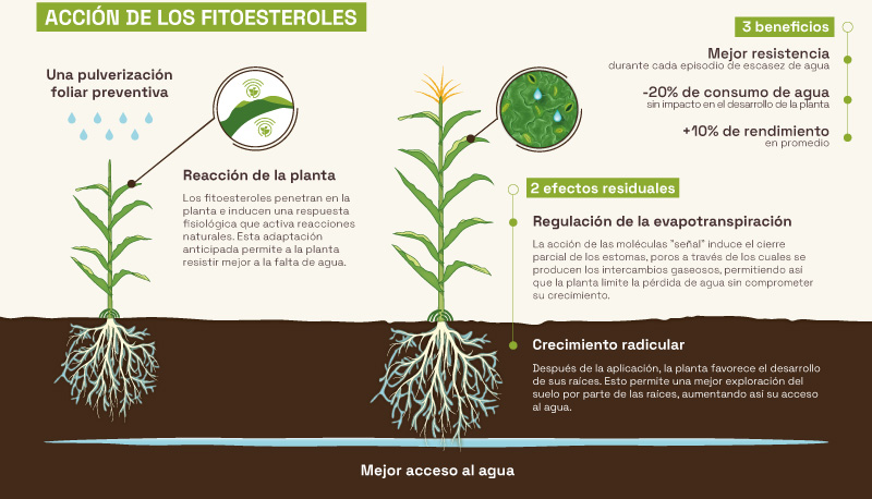 El poder de los fitoesteroles