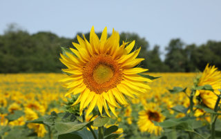 girasol en plena salud