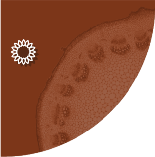 icono fitosterol girasol