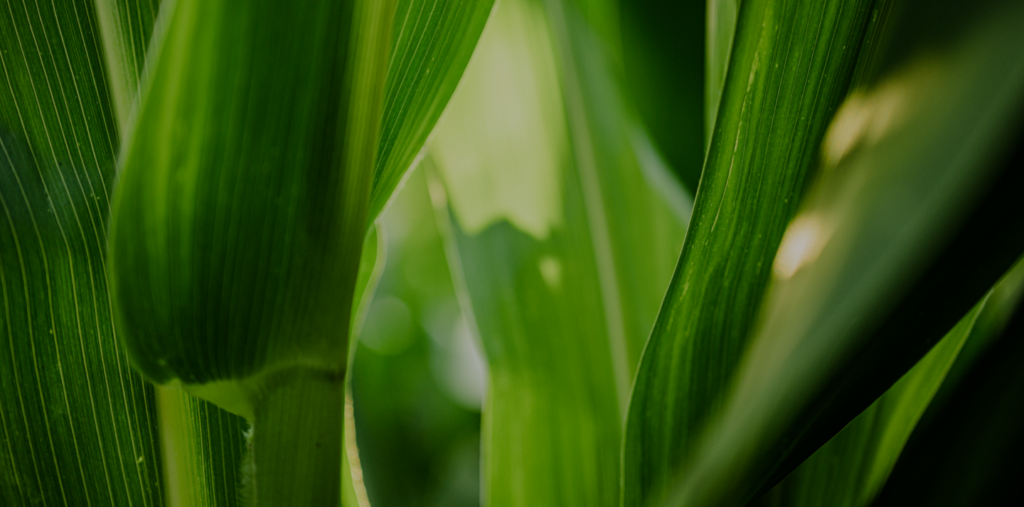 Fondo de hoja de maíz