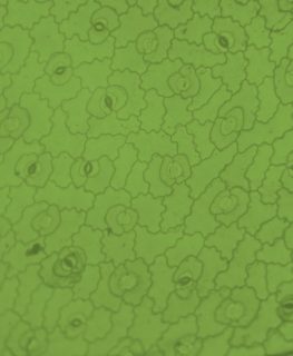 Representación en primer plano de estomas