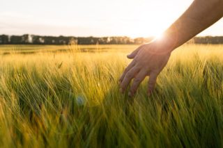 Germes d'orge entre les mains d'un agriculteur. Agriculteur marchant dans un champ pour vérifier la récolte d'orge.