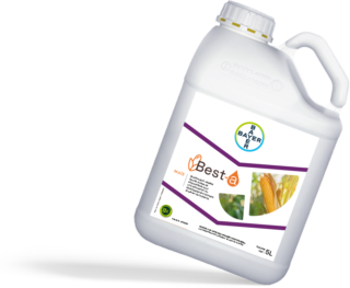 Best-a Bayer Maïs