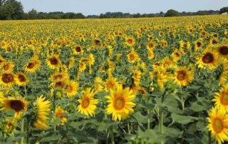 Champ de tournesol avec EliSun-a