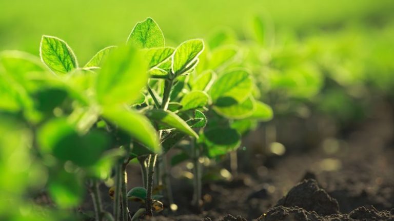 Jeunes plants de soja poussant dans un champ cultivé, rangées de soja dans un champ agricole au coucher du soleil, mise au point sélective