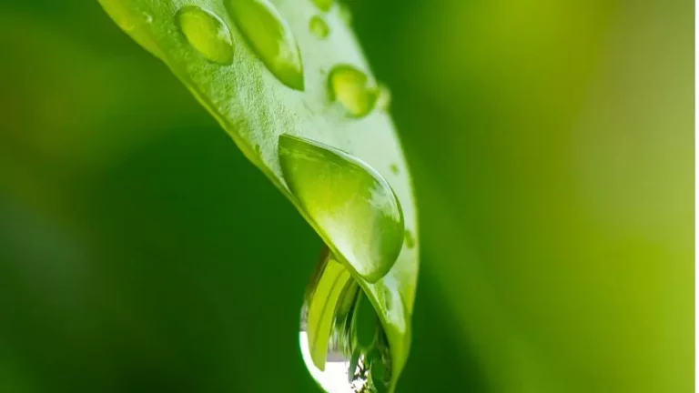 Elicit Plant est en phase avec le plan eau du Gouvernement