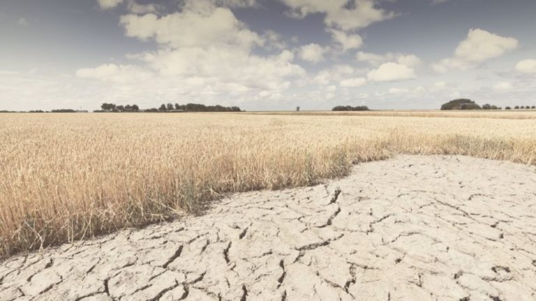 France, Brésil, Ukraine… le climat erratique fait partout baisser les rendements