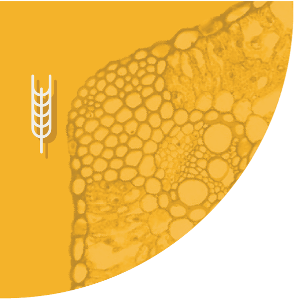 Fond jaune Céréales