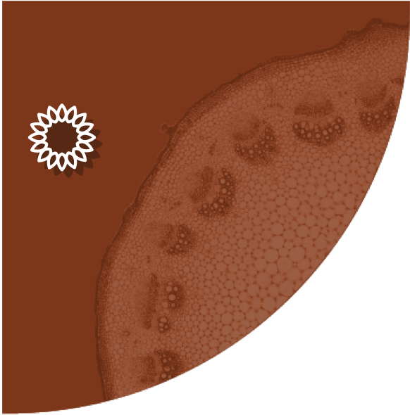 Fond marron Tournesol