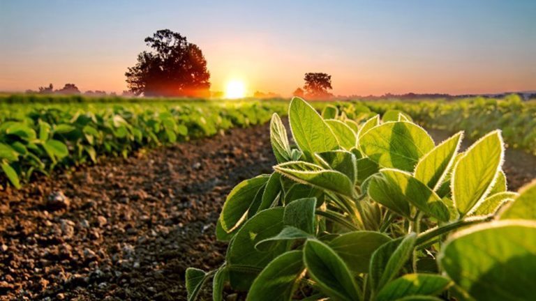 Champ de soja et plantes de soja au petit matin. Agriculture du soja