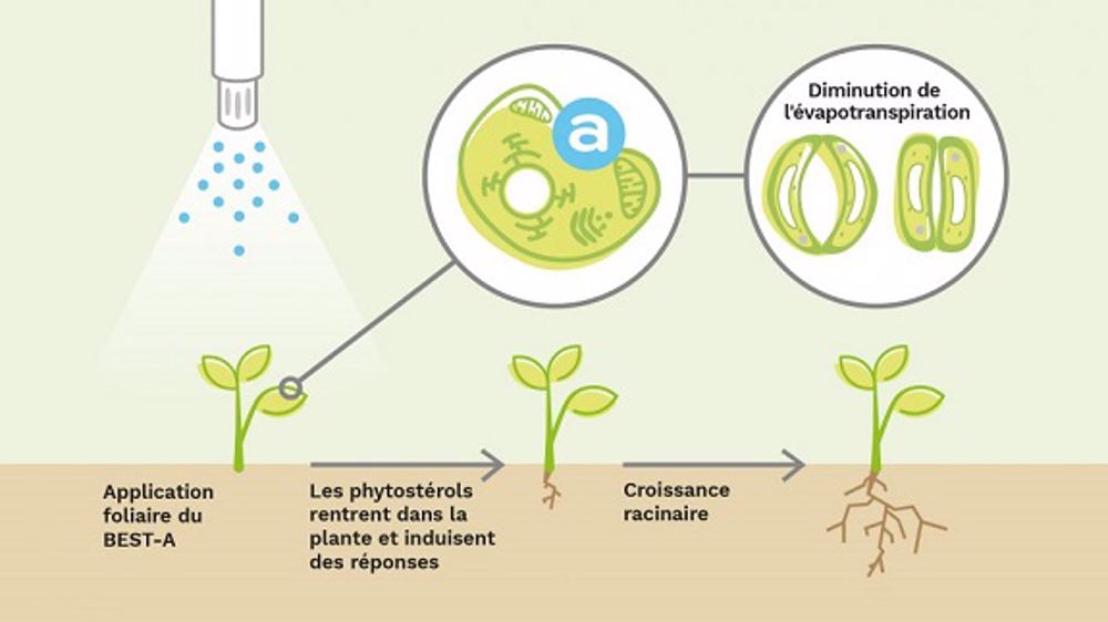 Les phytost&eacute;rols jouent un r&ocirc;le dans la r&eacute;sistance des plantes &agrave; la&nbsp;s&eacute;cheresse