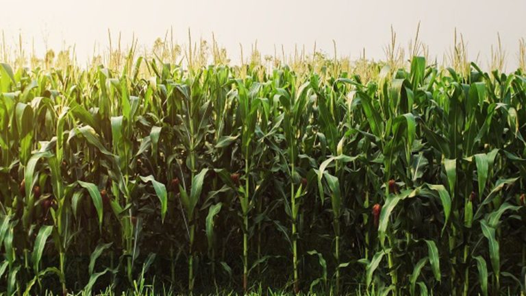 Les sécheresses tendent à remettre en question l’implantation du maïs en France