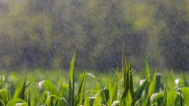 Les solutions pour continuer à cultiver