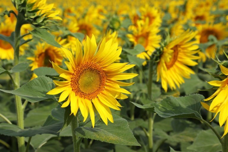 Champ de tournesol face au stress hydrique