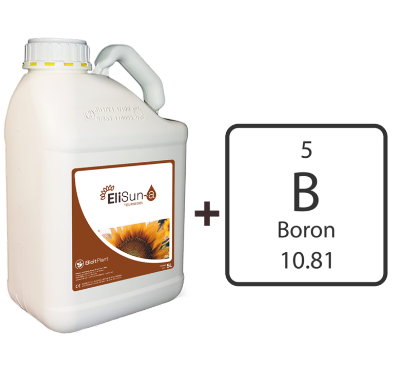 EliSun + Bore