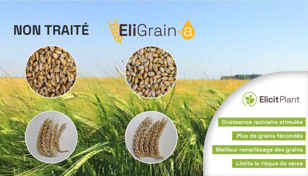 Comparaison EliGrain-a et Parcelle non traité