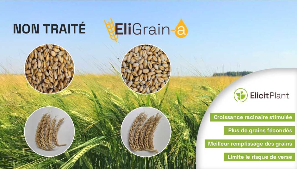 Comparaison EliGrain-a et Parcelle non trait&eacute;