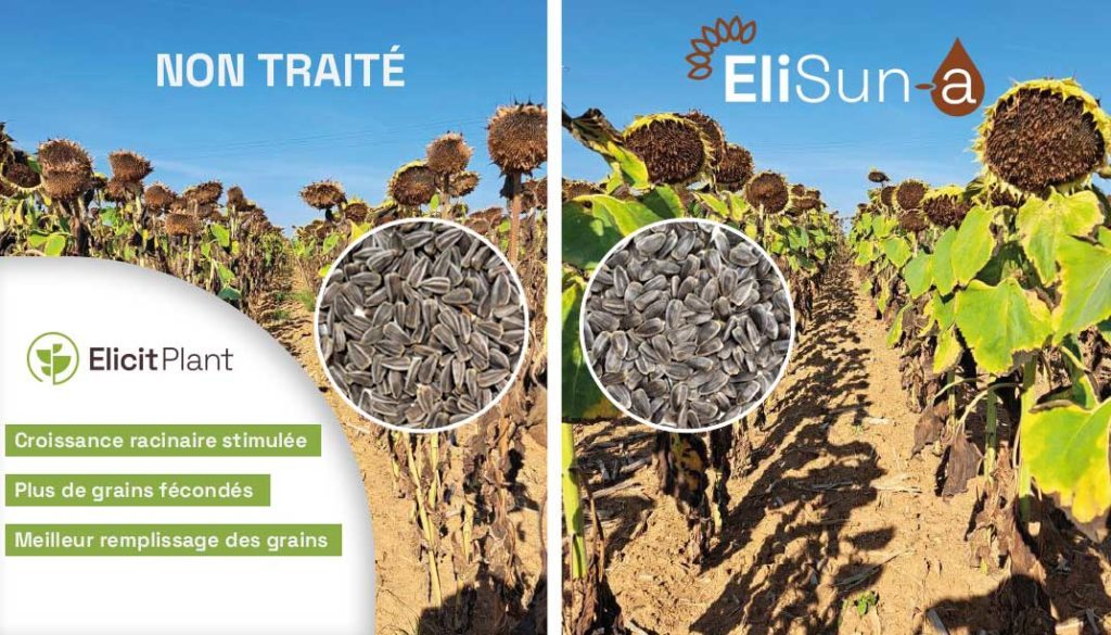 Comparaison EliSun-a et Parcelle non traité