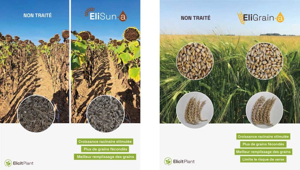 Lancement EliSun-a et EliGrain-a par Elicit Plant