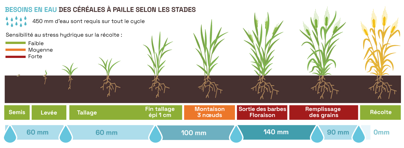 Besoin en eau des céréales à paille selon les stades