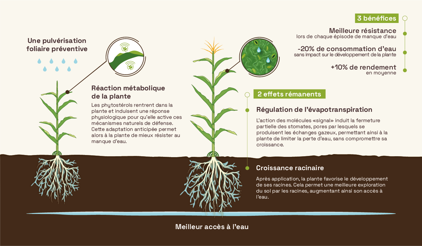 Schéma action phytostérols