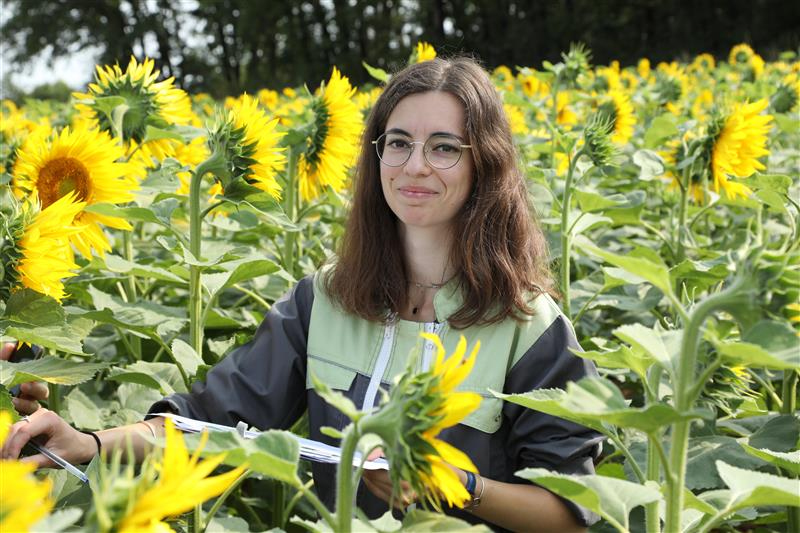 Le tournesol : une culture r&eacute;sistante&hellip; qui peut souffrir du manque d&rsquo;eau
