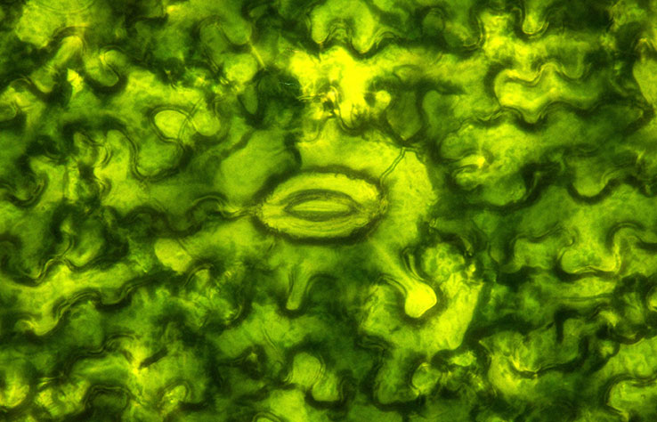 Innovation : face au changement climatique, les phytostérols sécurisent les rendements et la rentabilité des cultures