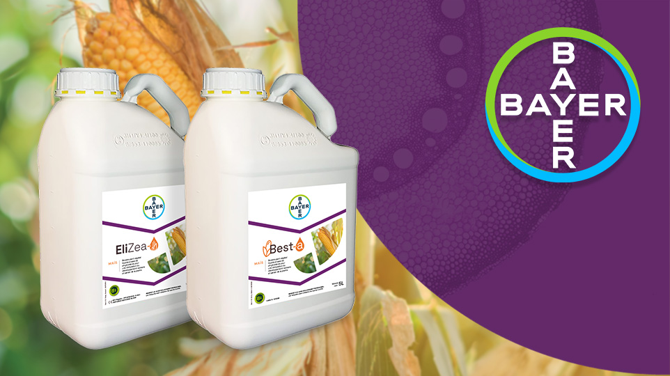 Bayer s’allie à Elicit Plant pour proposer une offre complète en maïs