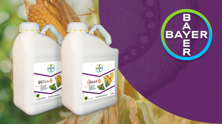 Bayer s’allie à Elicit Plant pour proposer une offre complète en maïs