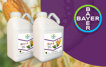 Bayer s’allie à Elicit Plant pour proposer une offre complète en maïs