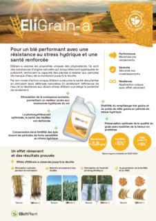 Vignette EliGrain-a Blé