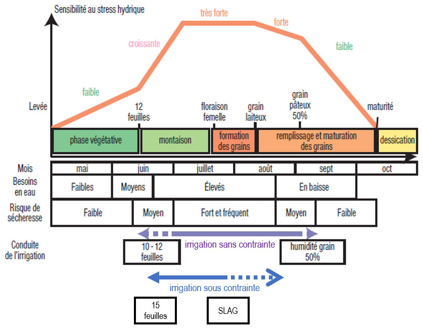 Exemple du maïs sur l’évolution de la sensibilité au stress hydrique selon le stade – source : ARVALIS