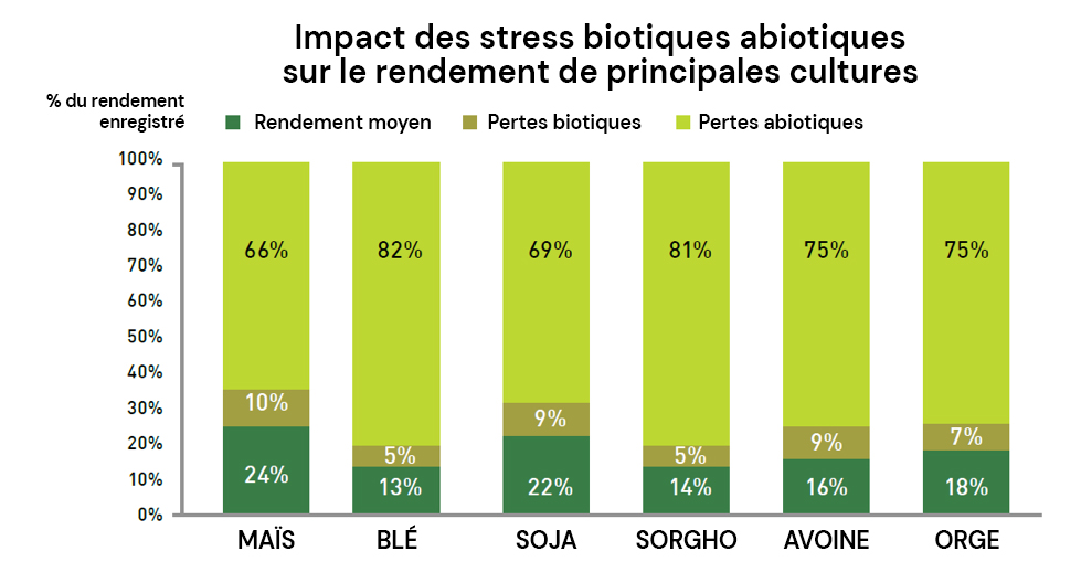 Impact des stress biotiques abiotiques sur le rendement de principales cultures