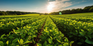 Les causes du stress hydrique en agriculture